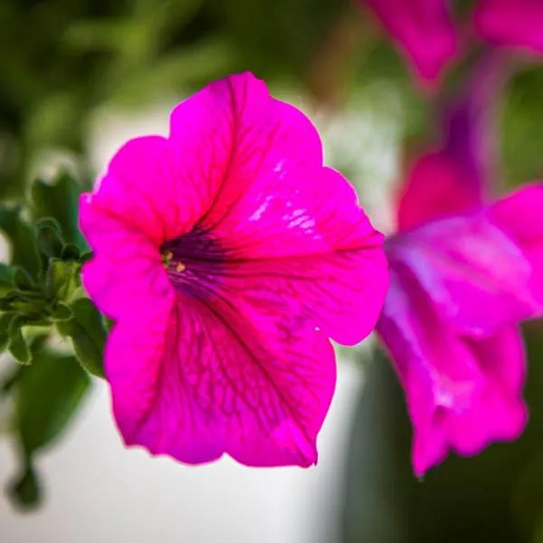 Blume